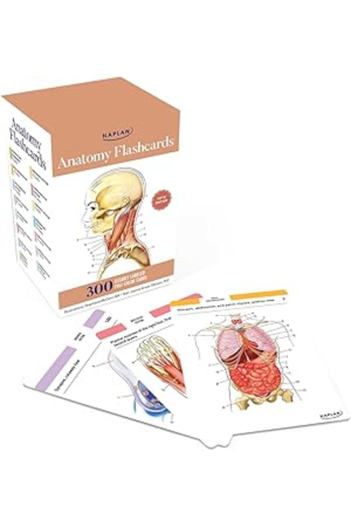 Pazarcan Anatomy Flashcards: 300 Flashcards With Anatomically Precise Drawings And Exhaustive Descriptions