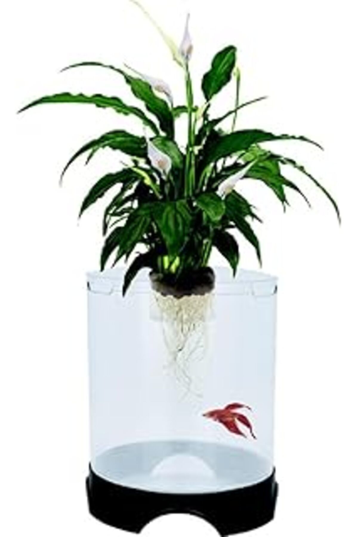 Pazarcan Penn-Plax Aqua-Ponic Betta Tankı Ve Hidroponik Bitki Saksısı, Bitkiler Ve Balıklar Için Sağlıklı Bi
