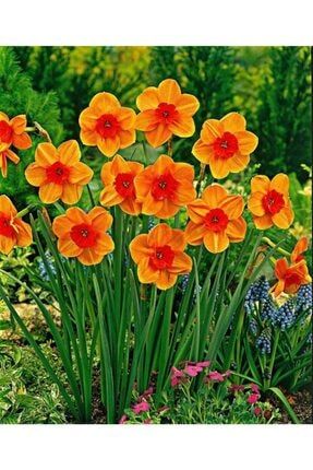 4 Adet Koyu Turuncu Renkli Nergis Çiçeği Soğanı Kokulu TDMHFTYBAO19879612