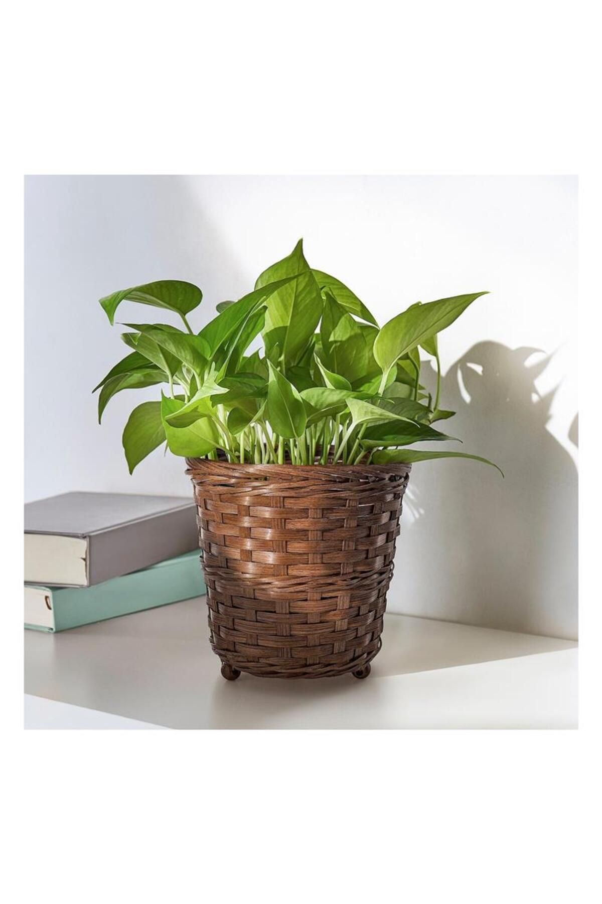 IKEA Klıbbal Bambu Saksı Kahverengi 12 Cm