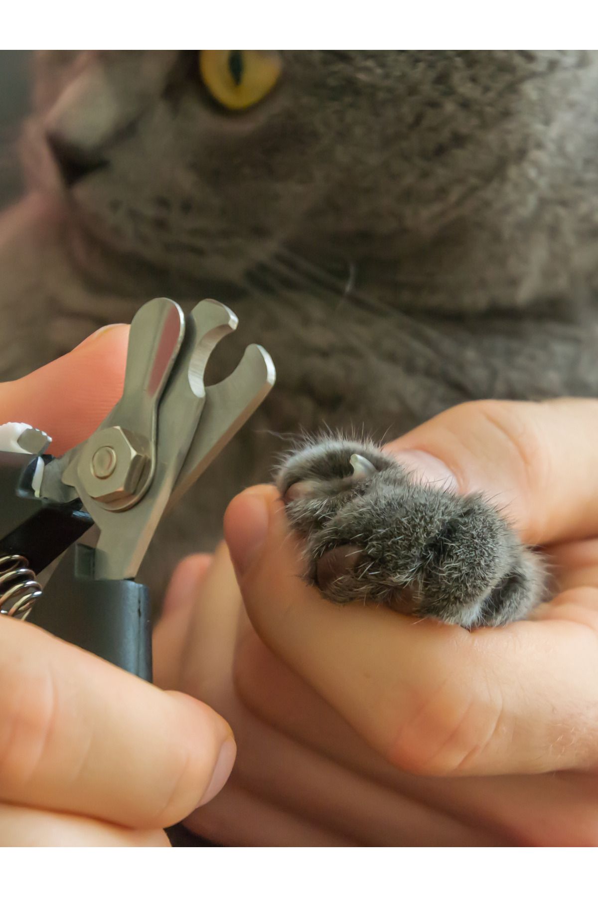 ithalattan Evcil Hayvan Tırnak Makası – Güvenli ve Ergonomik Kesim