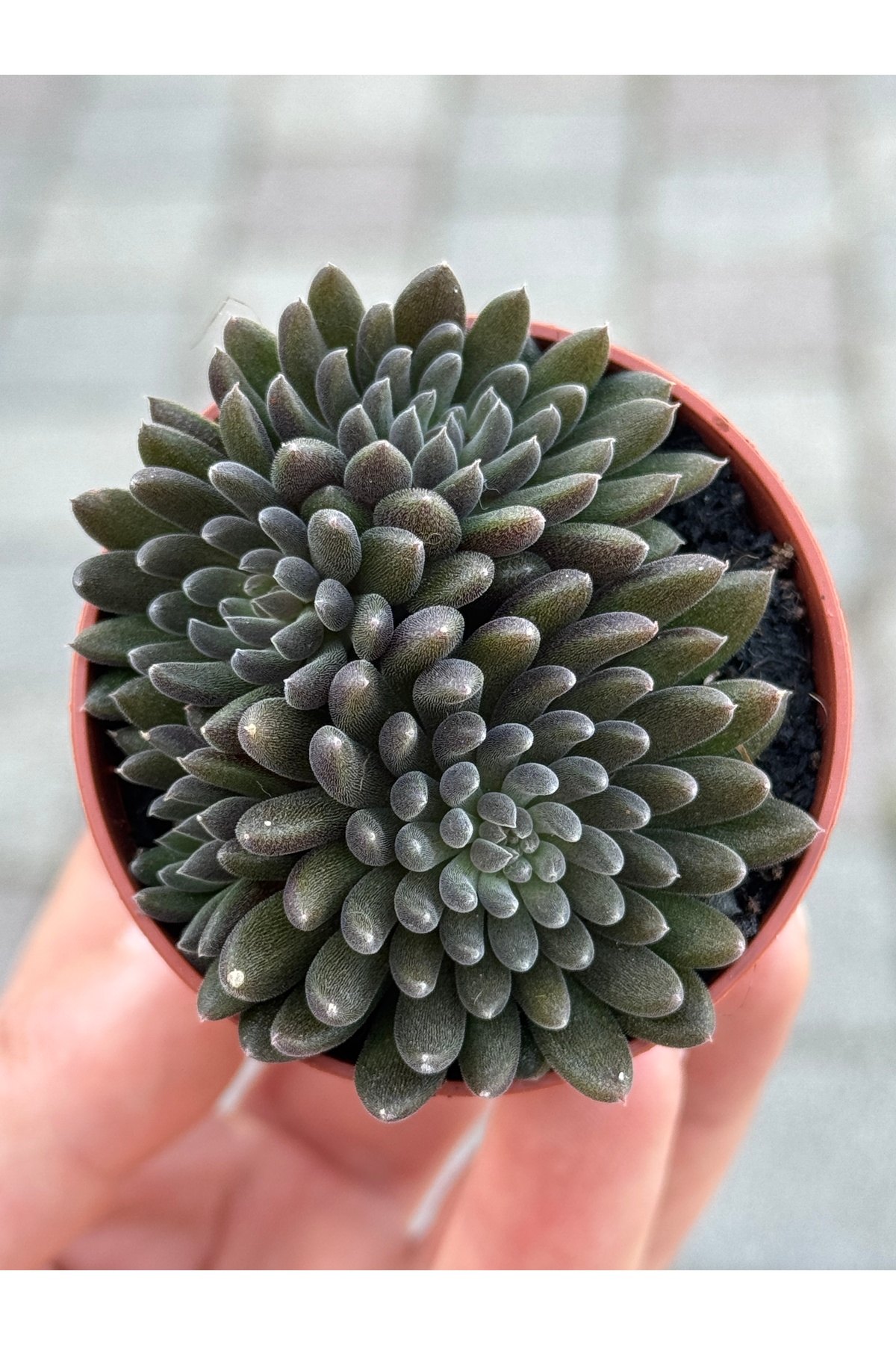 SukuLand Sinocrassula Yunnanensis (çin yeşimi) sukulent 5.5cm