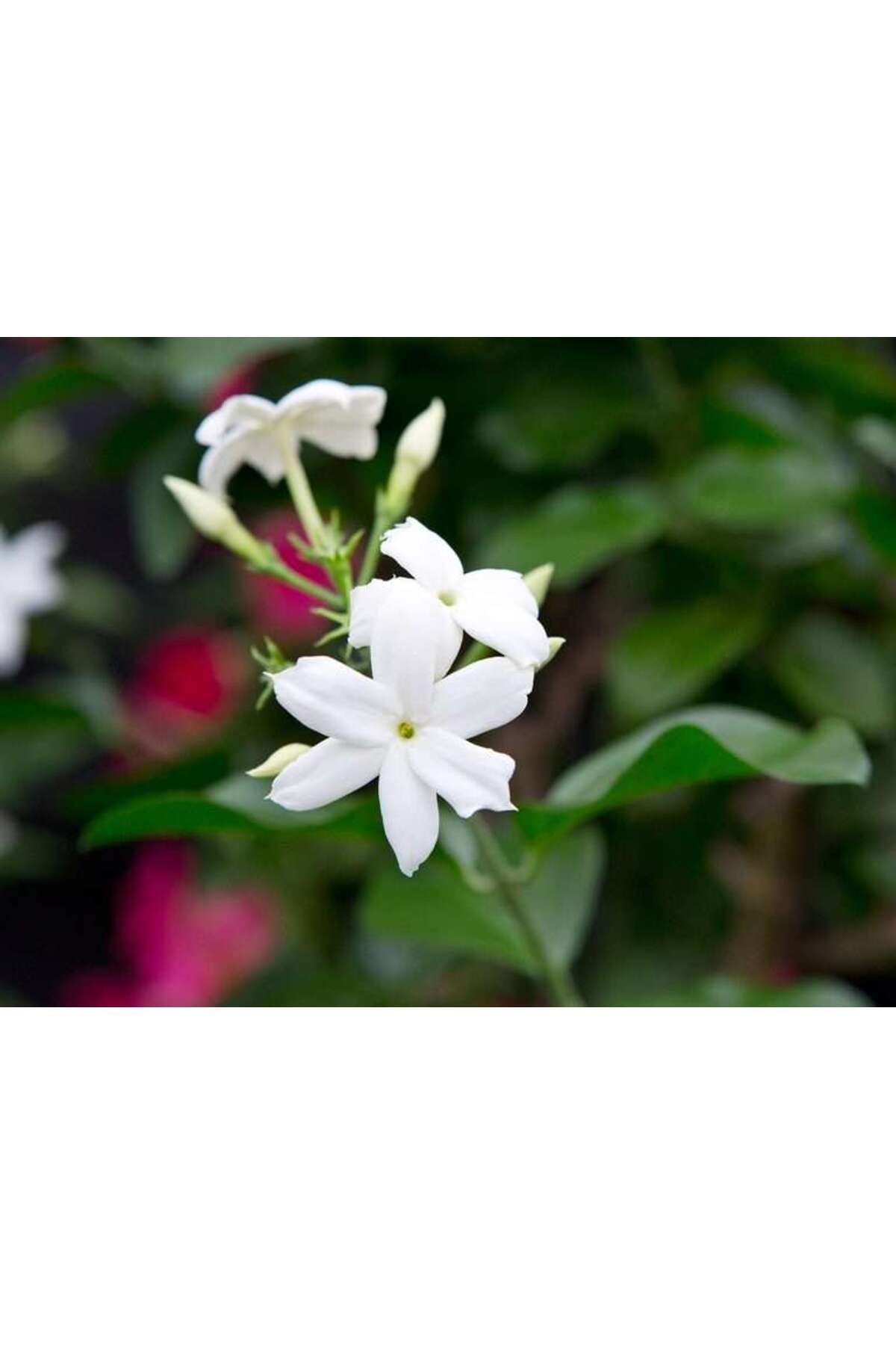 Zambak Botanik Büyük boy Güzel Kokulu Katmersiz Yasemin (Jasminum Sambac) -
