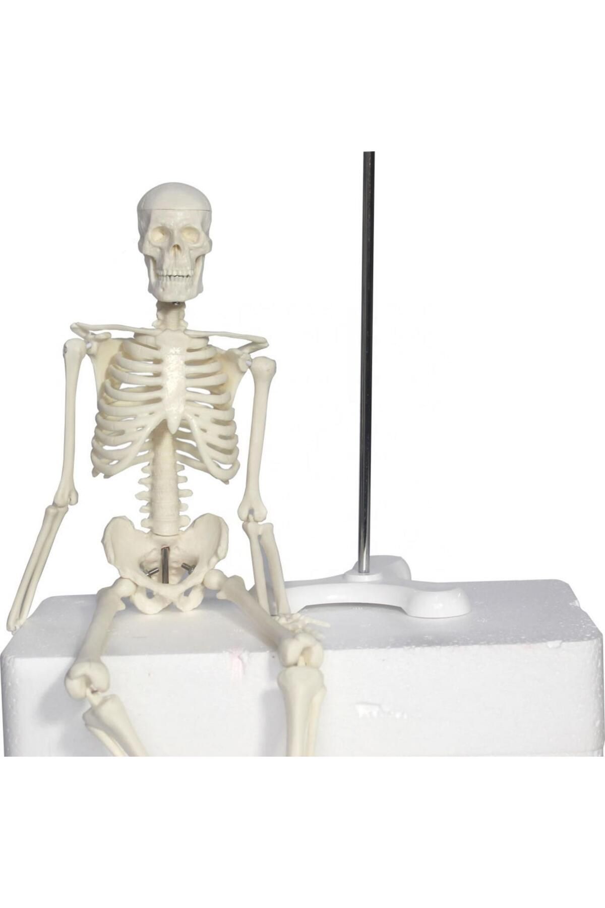 MAXİ-Full Skeleton Model 45 Cm Model 4 2