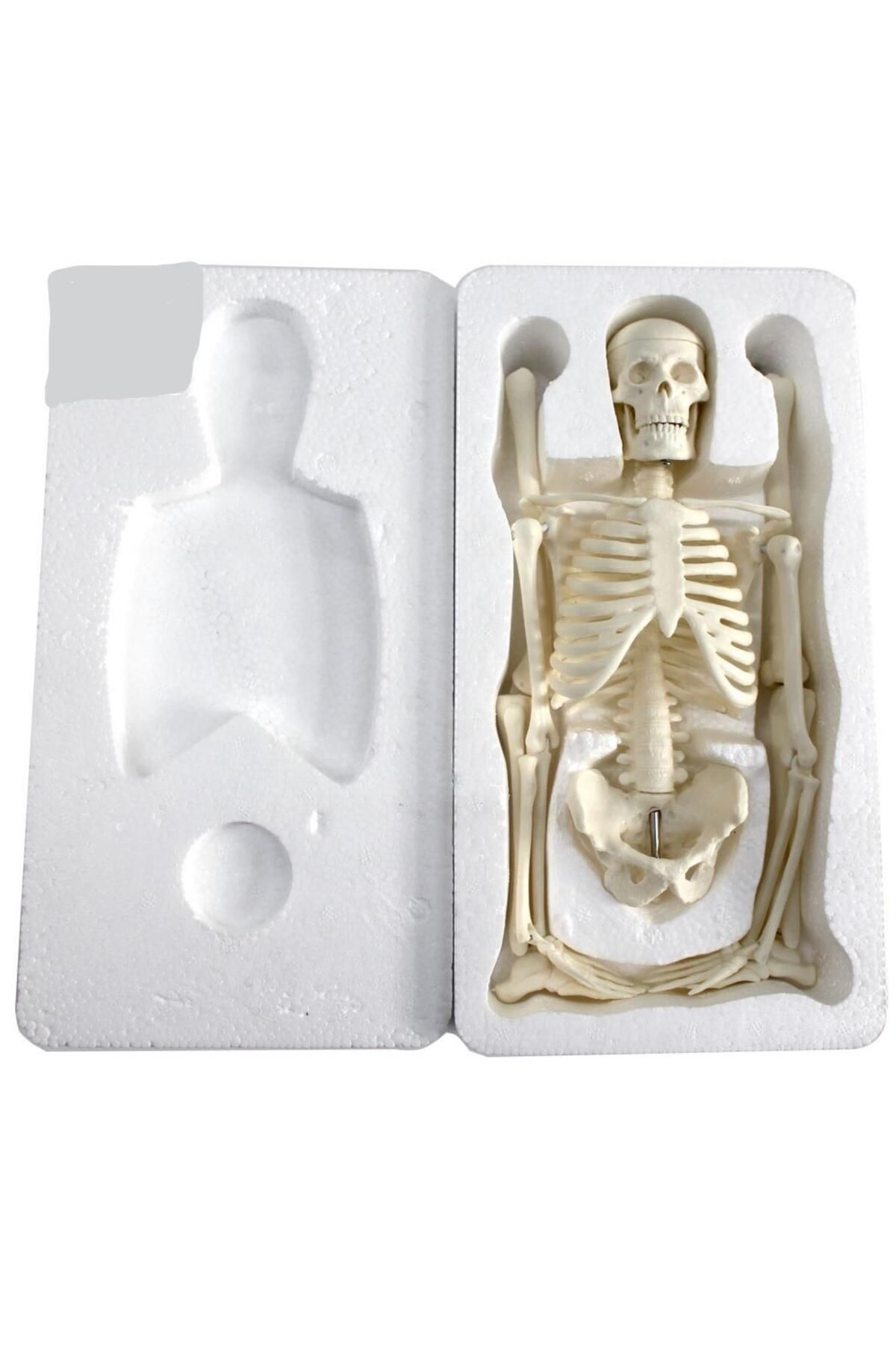 MAXİ-Full Skeleton Model 45 Cm Model 4 3