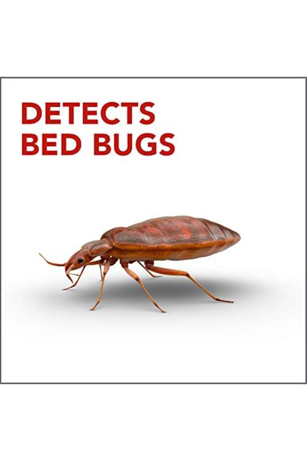 Raid-Bed Bug Detector and Trap, For Indoor Use, 4 Count 6
