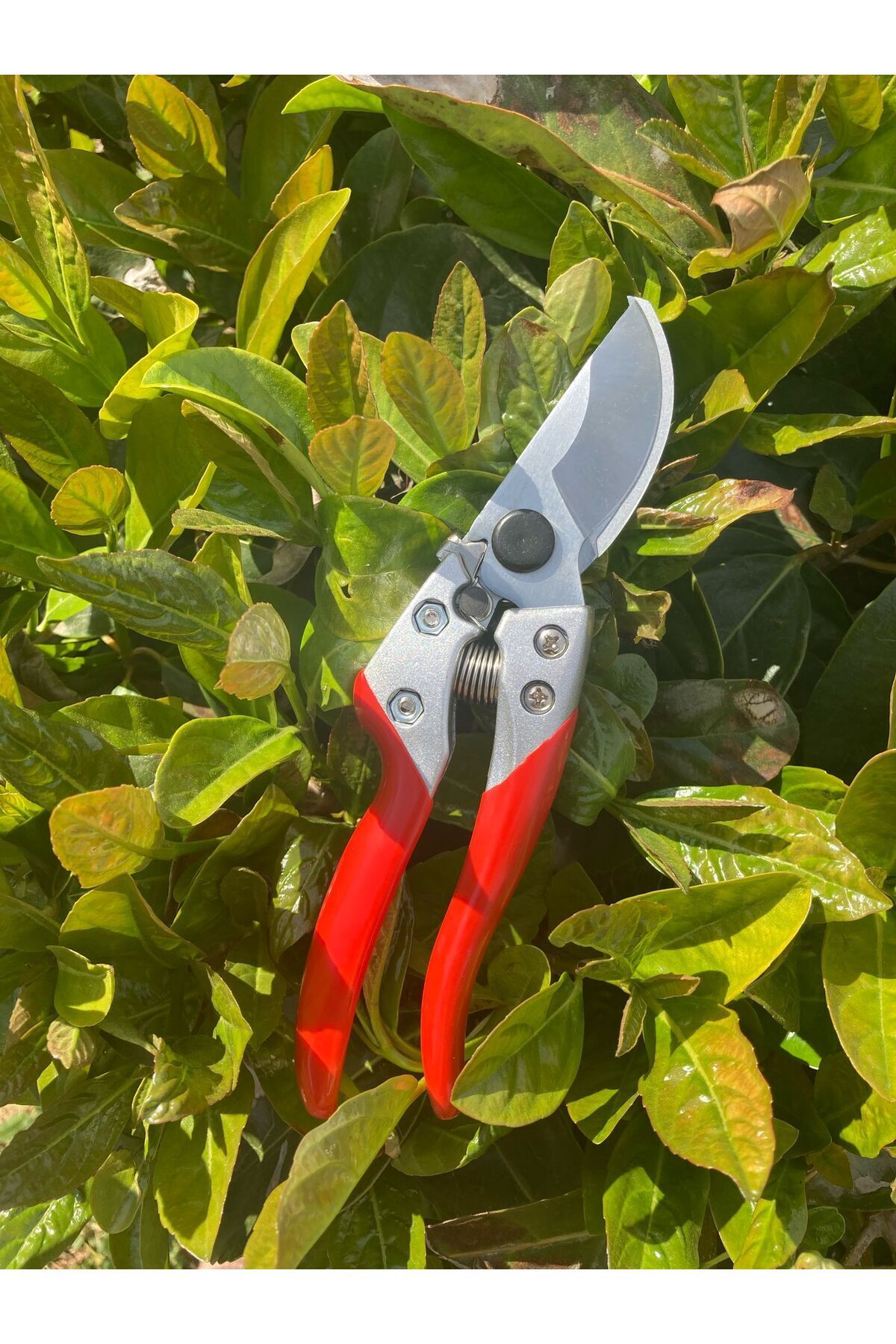 Palmera-Pa-Ps20 Pruning Scissors 7