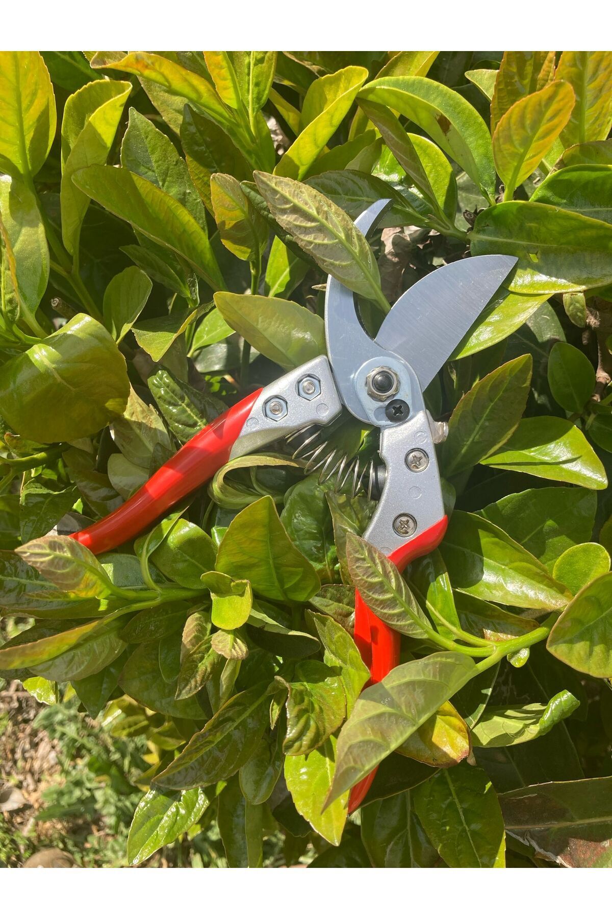 Palmera-Pa-Ps20 Pruning Scissors 6