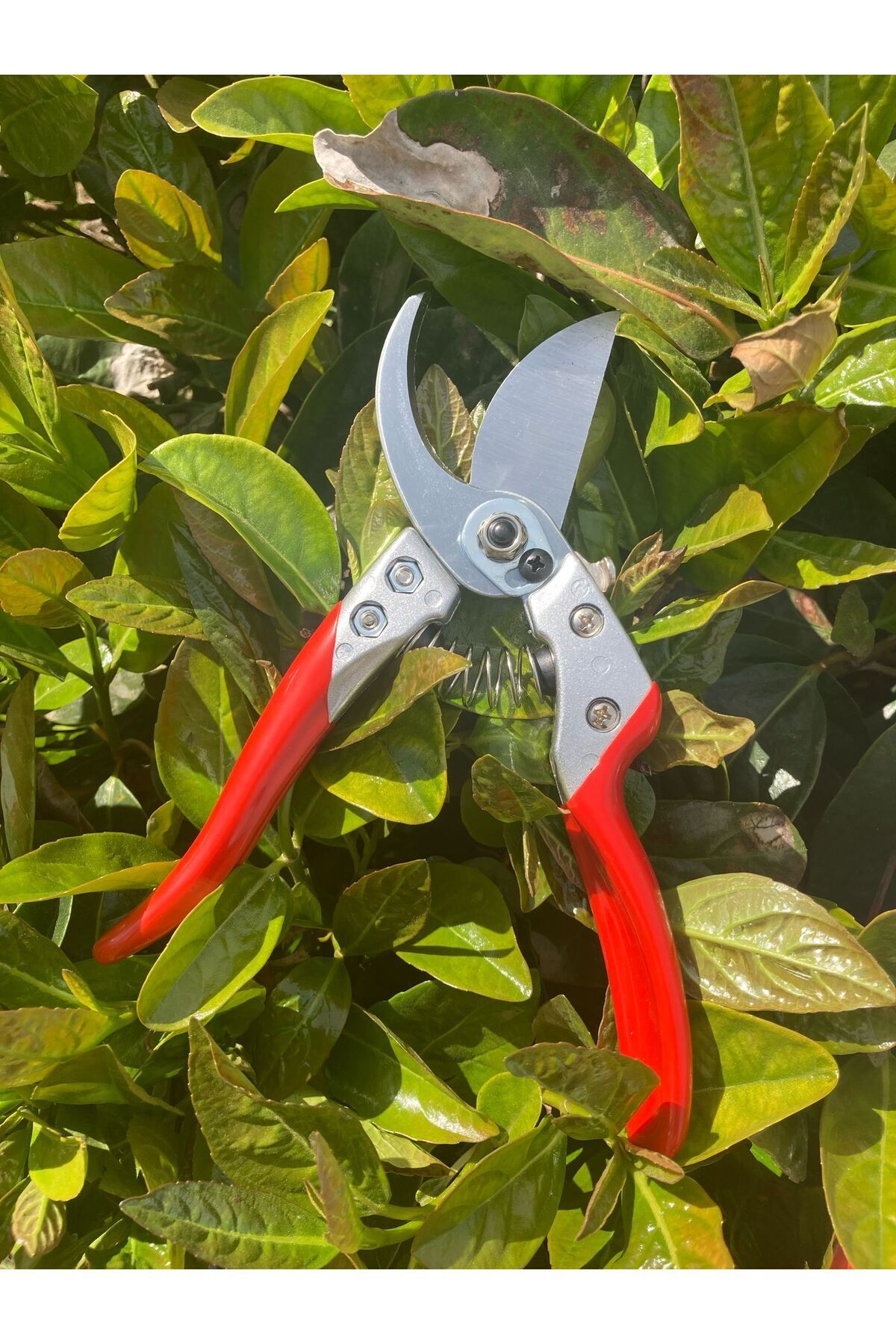 Palmera-Pa-Ps20 Pruning Scissors 4