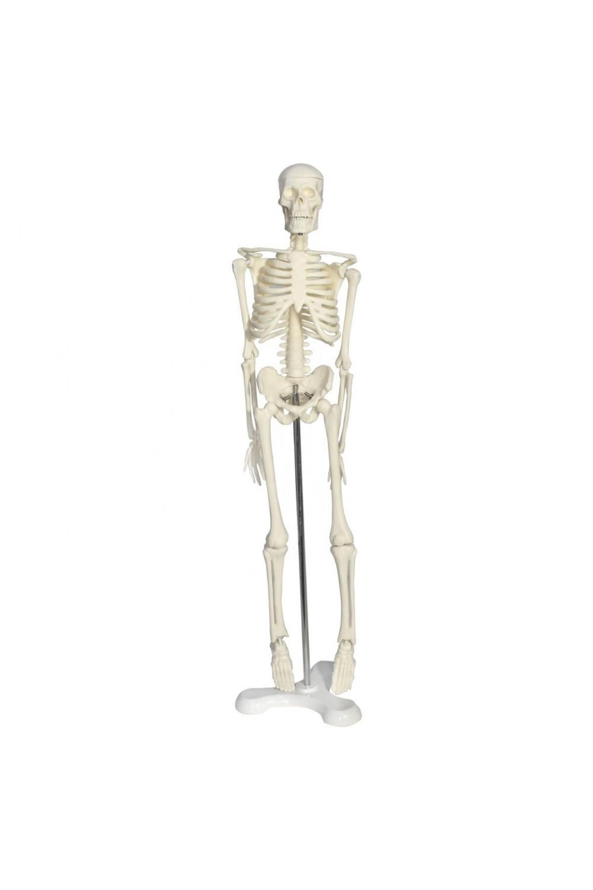 MAXİ-Full Skeleton Model 45 Cm Model 4 1
