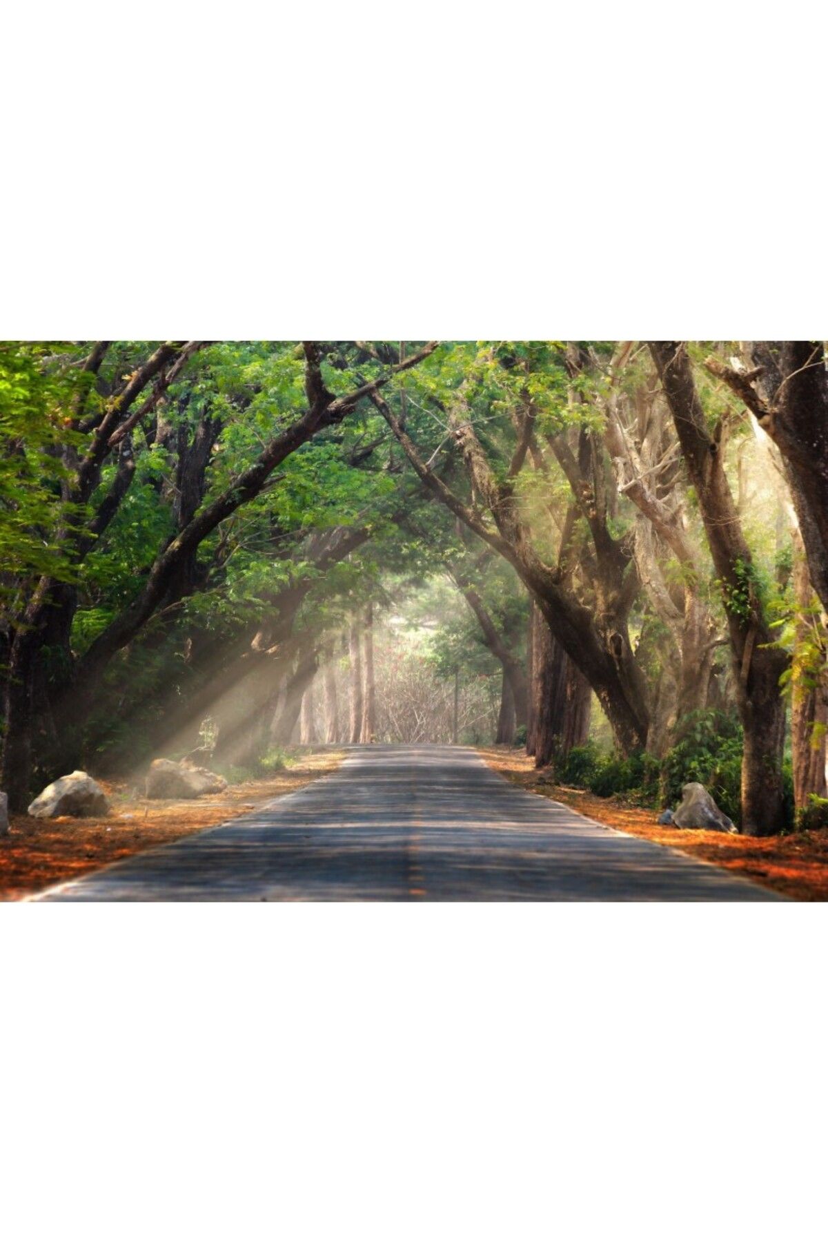 Zumzeria Tablou Canvas Tree Tunnel Road, 80x50cm, Tabloucanvas98, Zumzeria - One Size