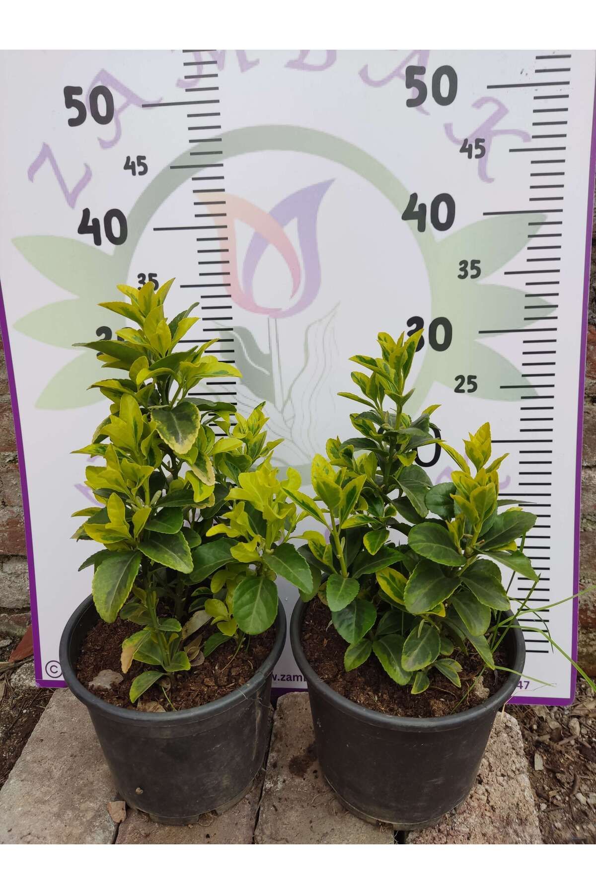 Zambak Botanik 2 Adet orta boy Golden Taflan (Euonymus japonica 'Aurea') - Estetik ve Fonksiyonel Kenar Bitkisi