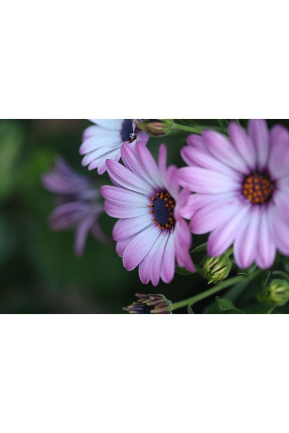 Zumzeria Tablou Canvas Beautiful Pink Daisybushes, 80x50cm, Tabloucanvas724, Zumzeria - One Size