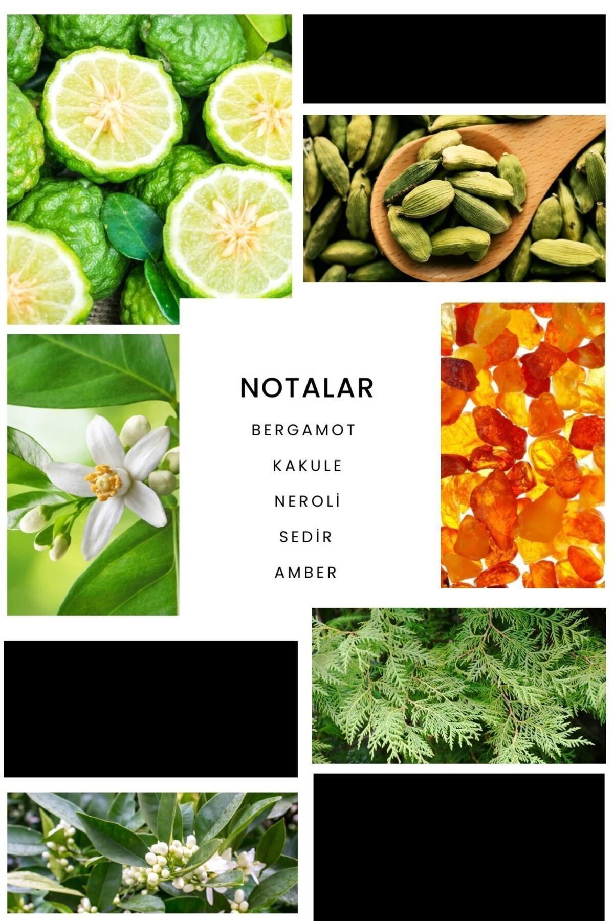 عطر مردانه E202 بورگو 100 میل ادوپرفیوم Ixora