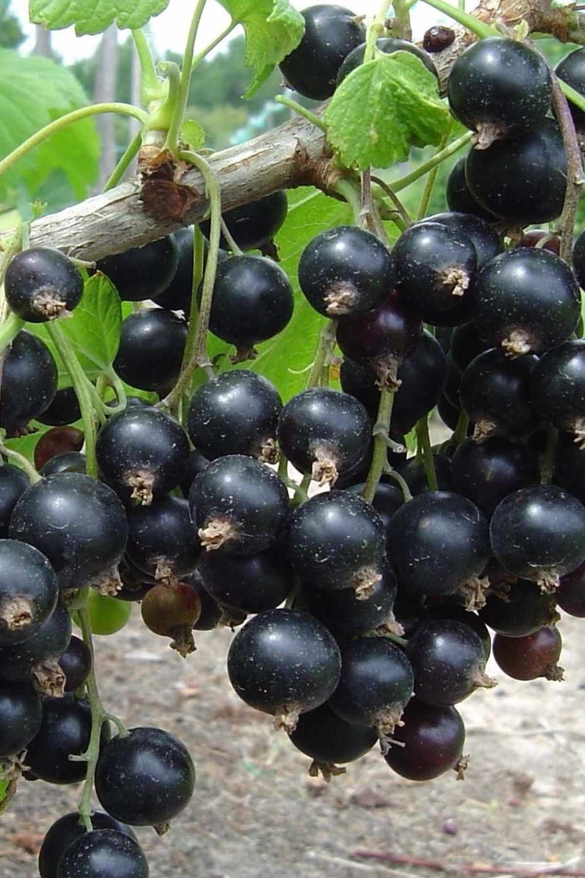 Где Купить Смородины Черную