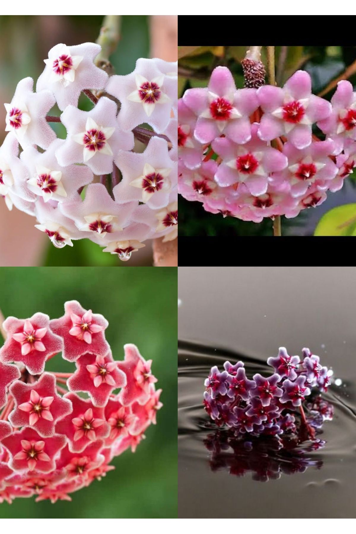 Yades 4 renk mum çiçeği beyaz, pembe, turuncu, mor