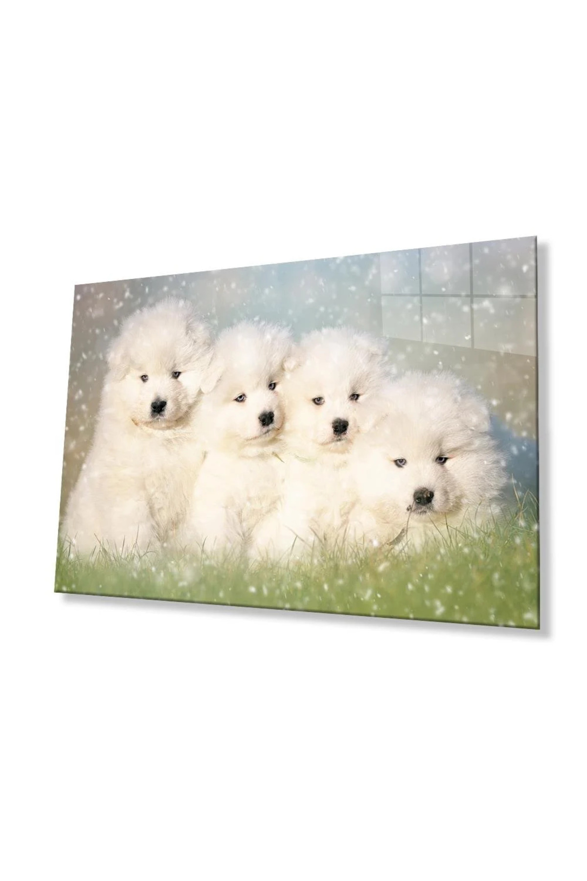 Beyaz Yavru Köpekler Cam Tablo