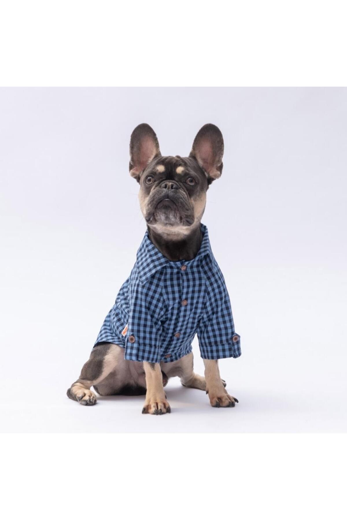 Pawstar-Blue Luss Cat Dog Shirt - Cat Dog Apparel 3