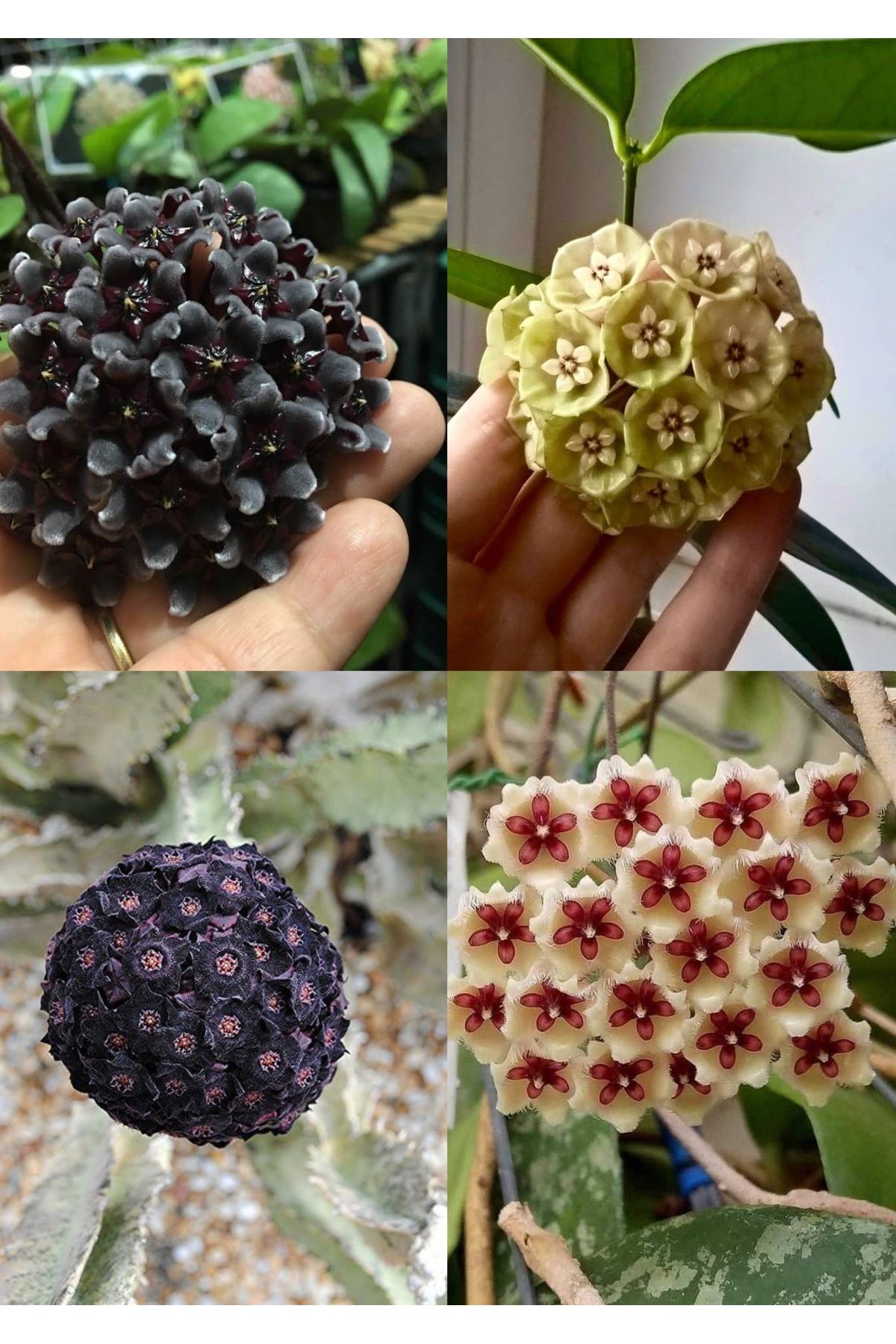 Yades 4 çeşit mum çiçeği (siyah, lacivert, sarı, kurmızı-beyaz)