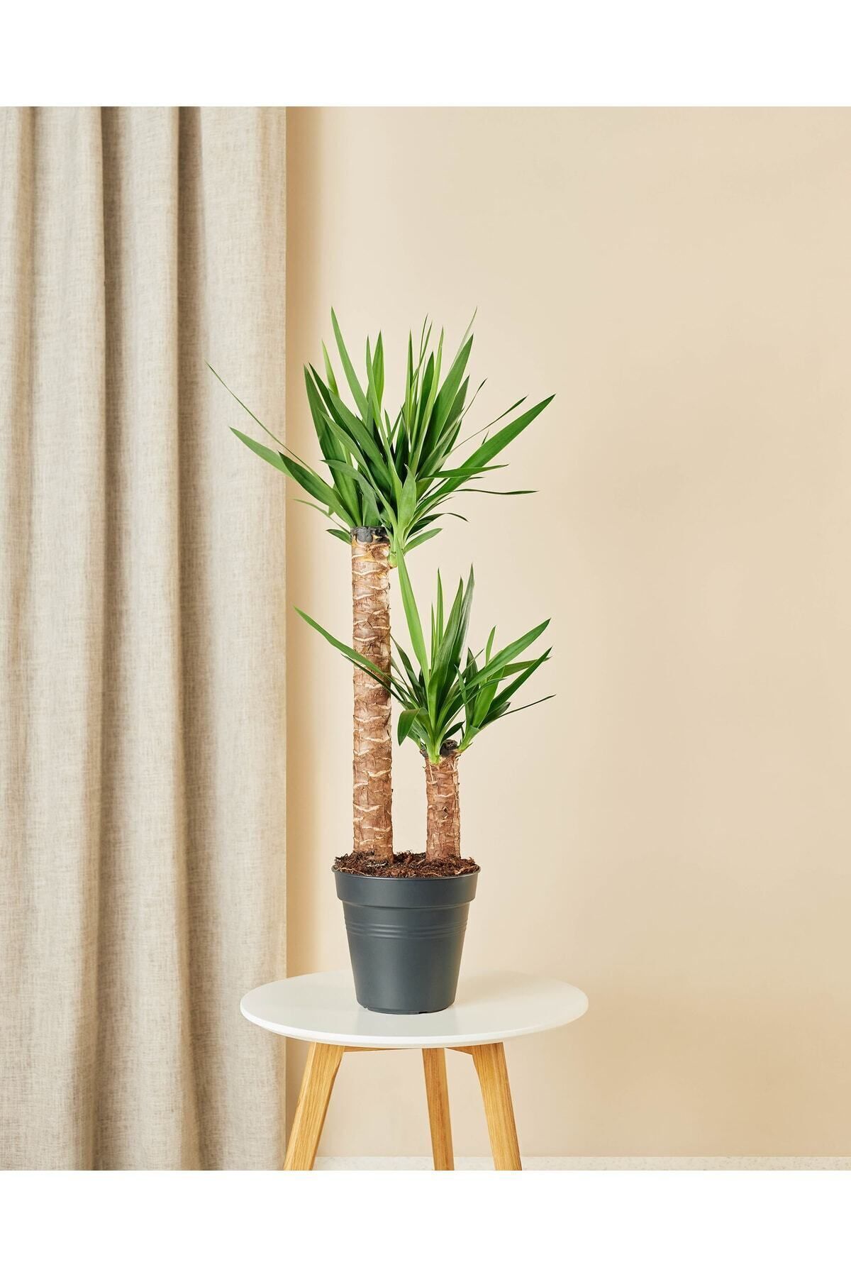 NADİR KAKTÜS Ikili Yuka İki Kollu Yucca Bitkisi Yukka Ağacı 80-100