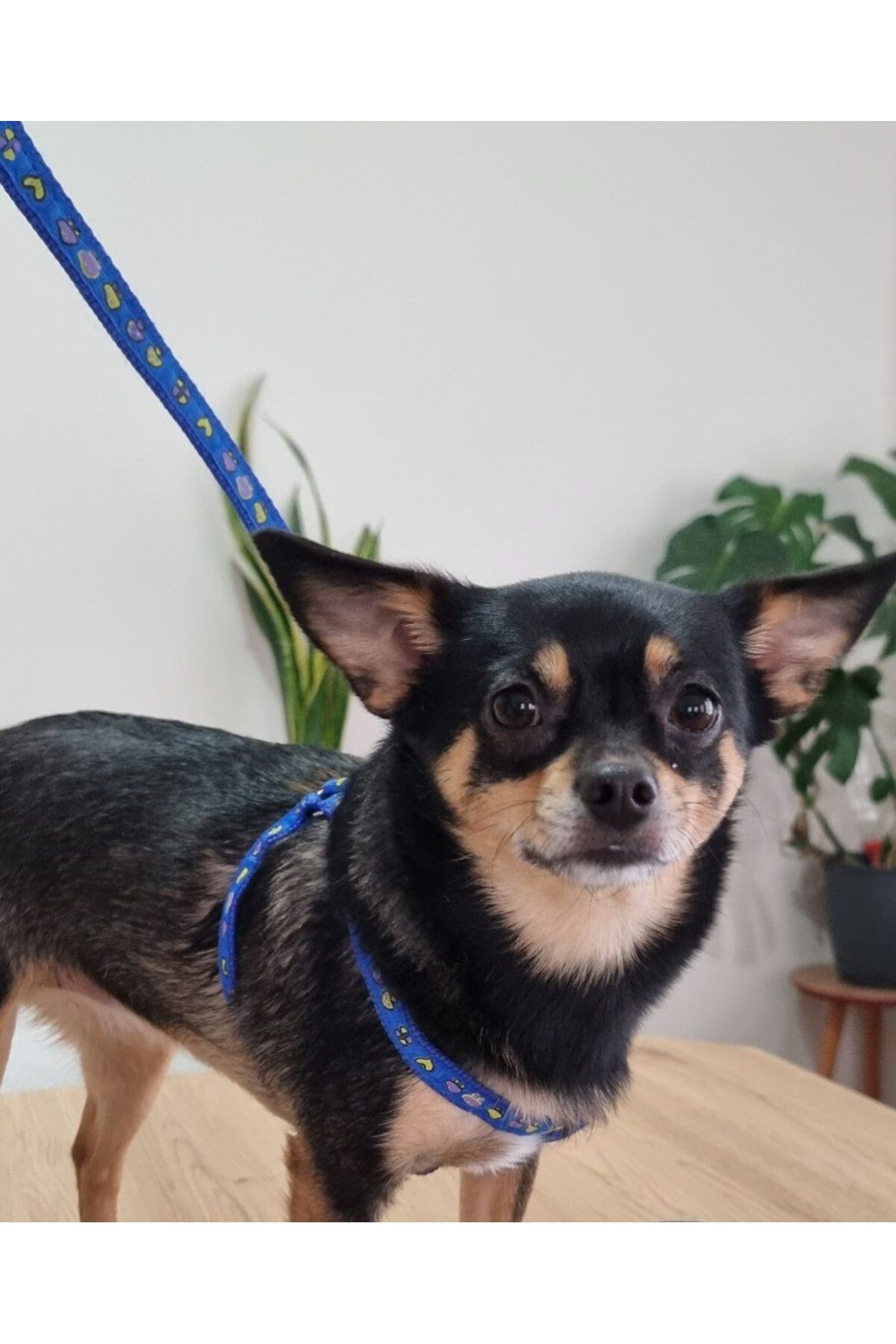 Pet Aksesuar-Dog Collar and Leash Set 2Si1, 1.5 cm 3