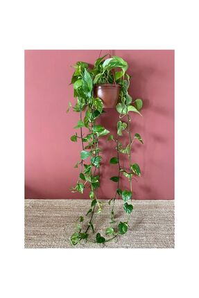 NADİR KAKTÜS Askılı Pathos Pothos Salon Sarmaşığı