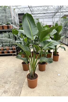 NADİR KAKTÜS Starliçe Bitkisi Strelitzia 2-3 Köklü 130-160 Cm Cennet Kuşu Çiçeği