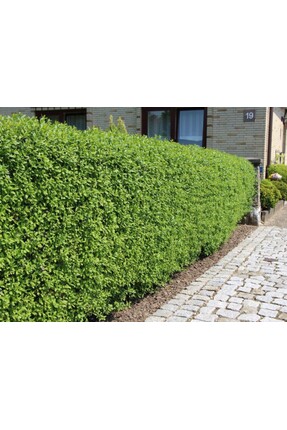 Tunç Botanik LİGUSTRUM KURTBAĞRI 10 ADET - ÇİT BİTKİSİ