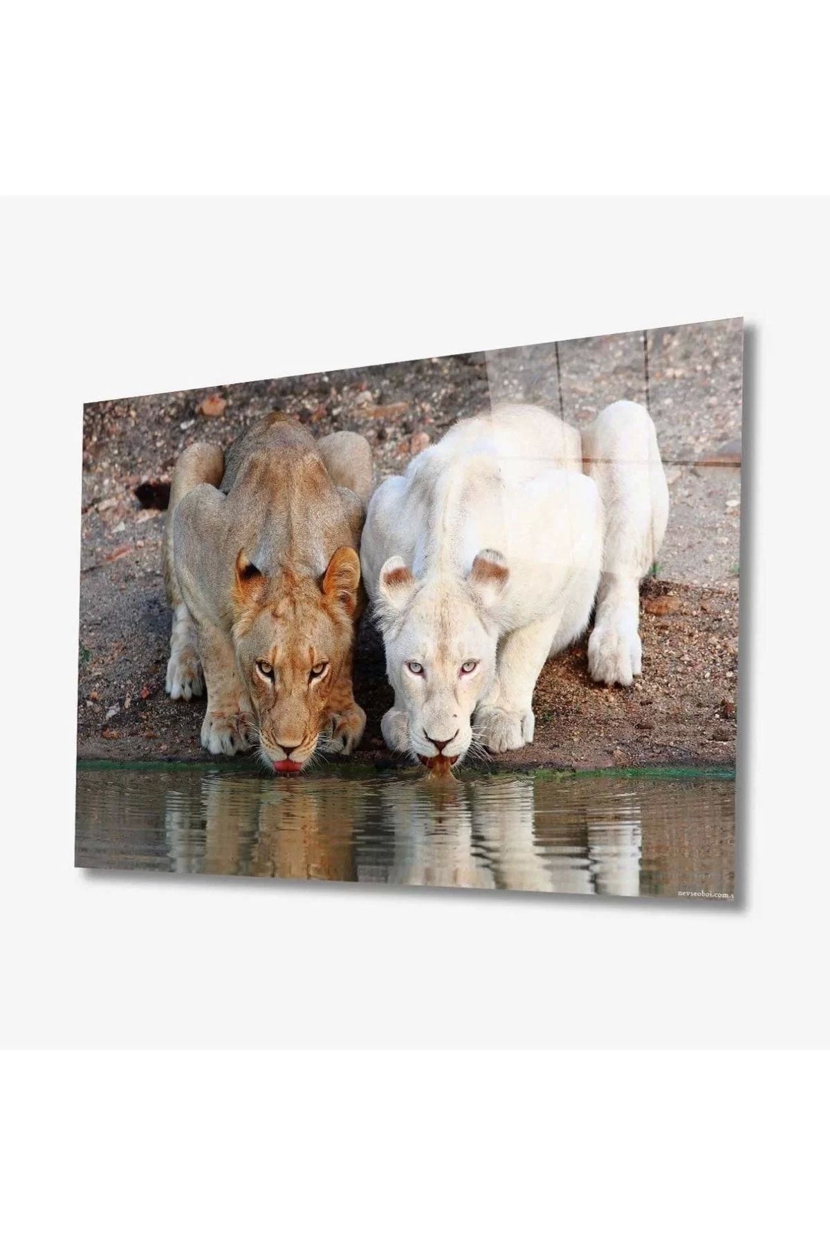 ÖYKÜ VE YİĞİT Aslan Hayvan Cam Tablo 4mm Dayanıklı Temperli Cam