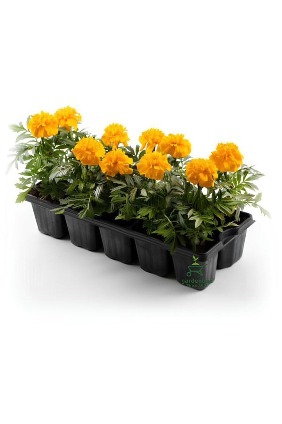 Gardenbox Sarı Renk Çıtır Kadife Çiçeği Saksılı/Tüplü 10 Adet 10-15cm Bahçe Balkon Çiçeği