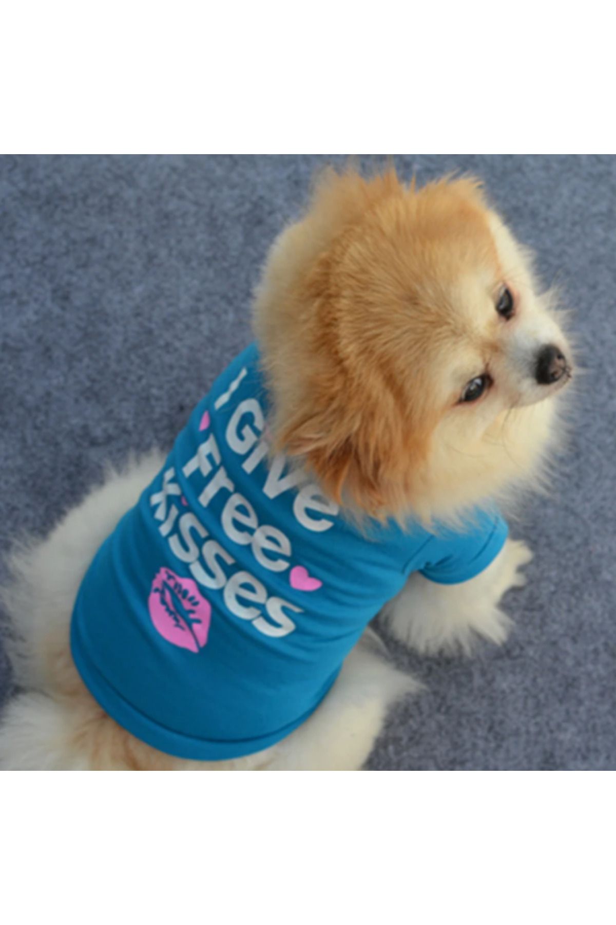 Proxy Paws-Summer Colorful Tshirt for Small Size Dogs 5