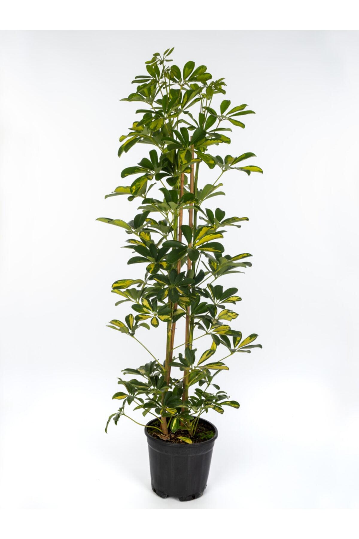 Variegated Chefs-schefflera Actinopylla (80 Cm ) Secure Shipping with Special Box