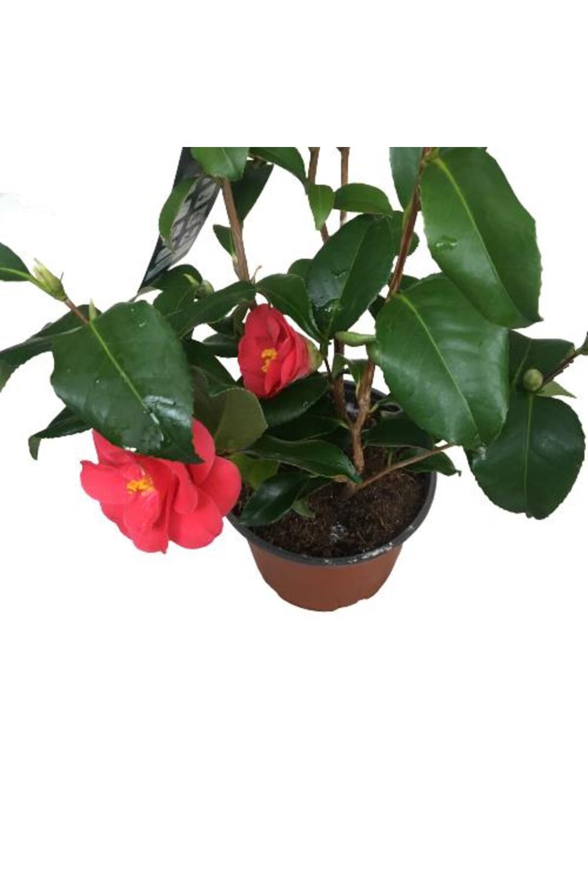 önder botanik Camellia Japonica - Kamelya Bitkisi Kırmızı Renk