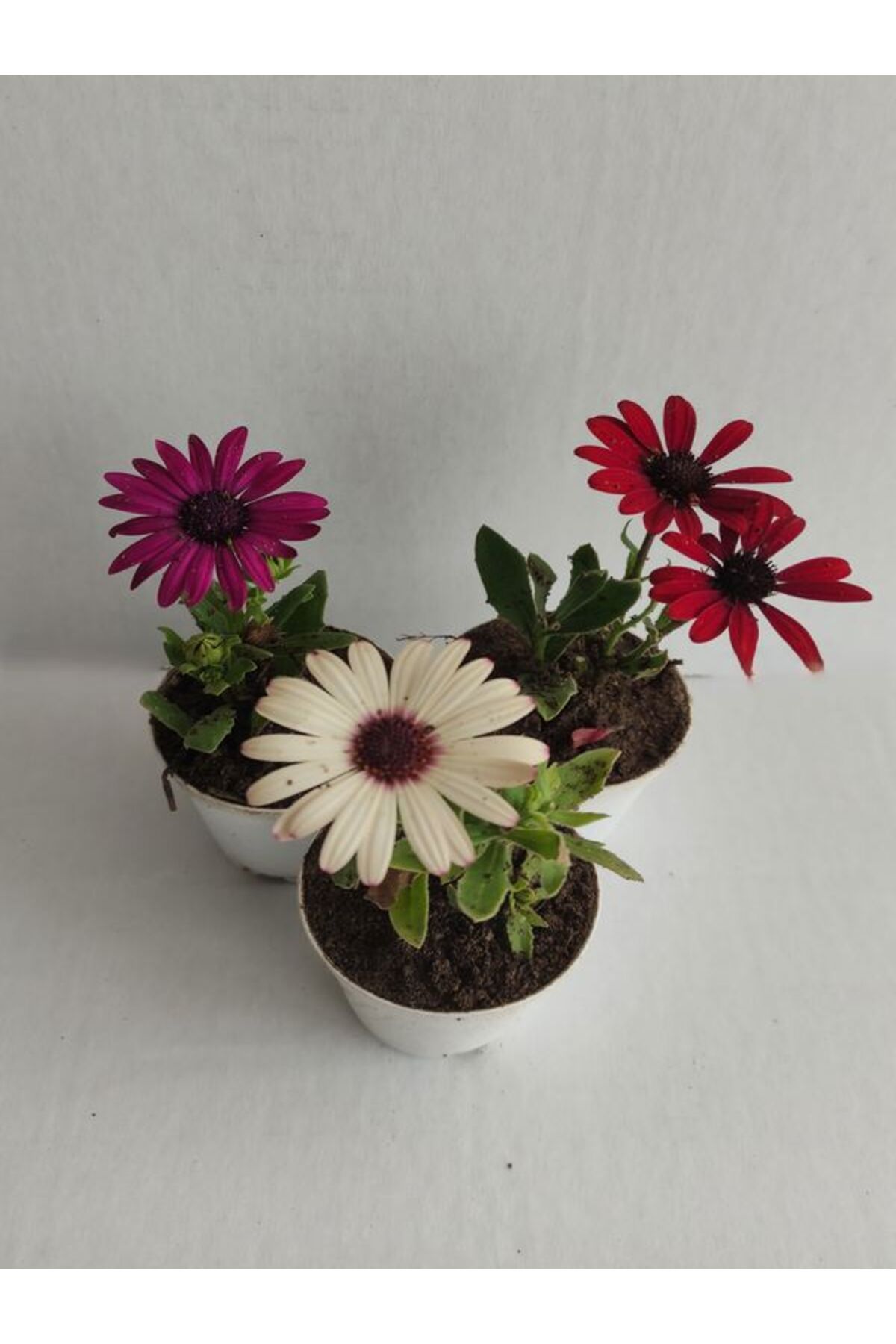 Gardenbox 3' Lü Mini Papatya Seti Mor-Beyaz-Kırmızı Renk 10-15cm
