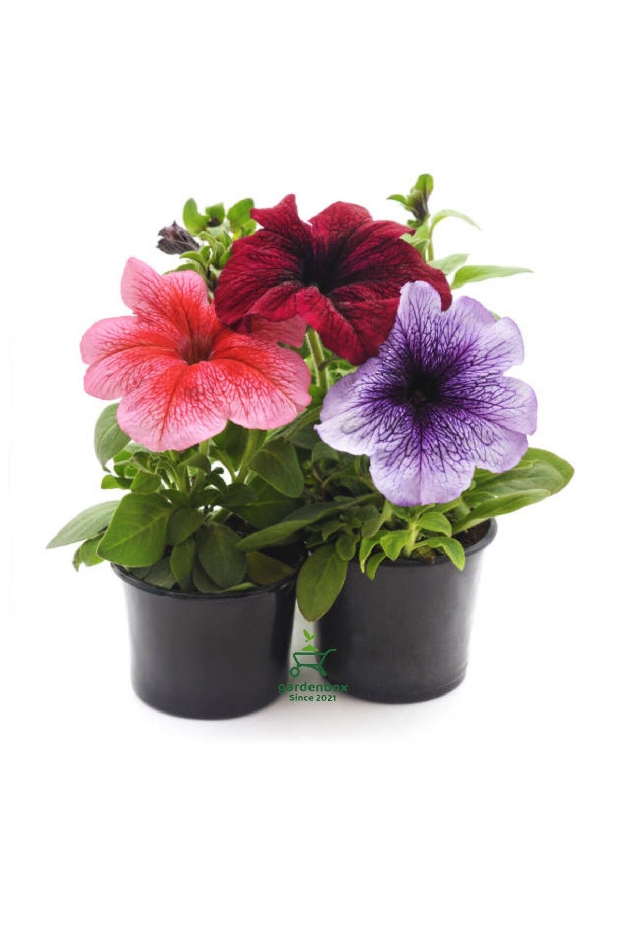 Gardenbox Rengarenk Özel Tür Petunya Fidanı 3 Adet Pembe Mor Kırmızı Renk