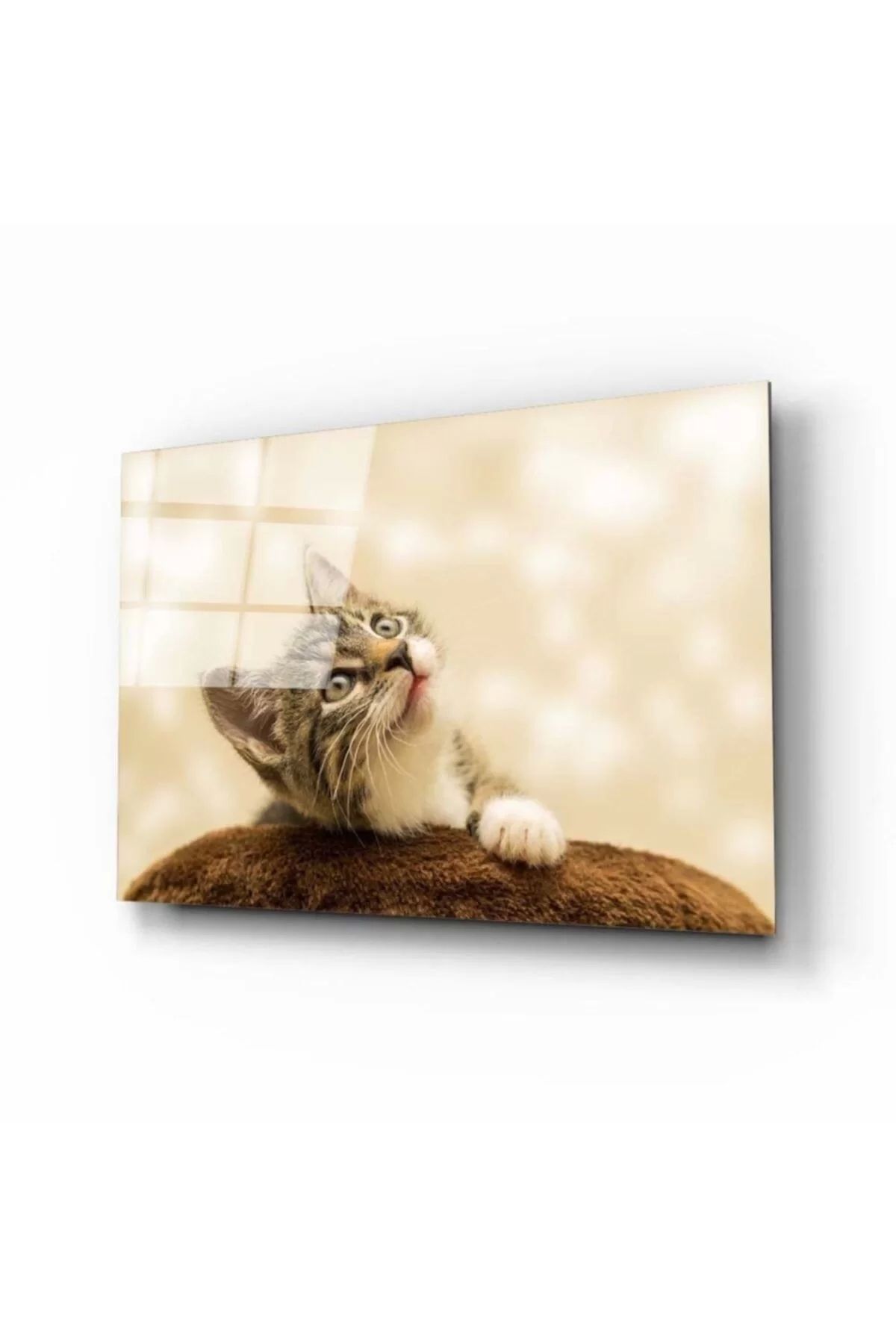 ÖYKÜ VE YİĞİT Kedi 3 Cam Tablo