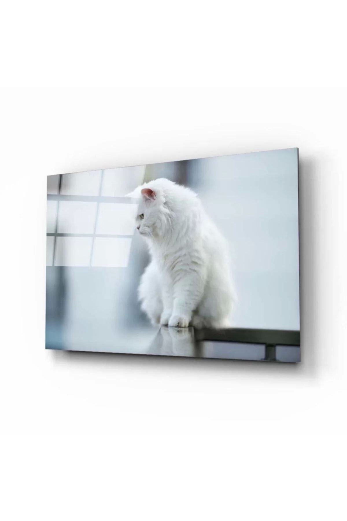 ÖYKÜ VE YİĞİT Beyaz Kedi Cam Tablo