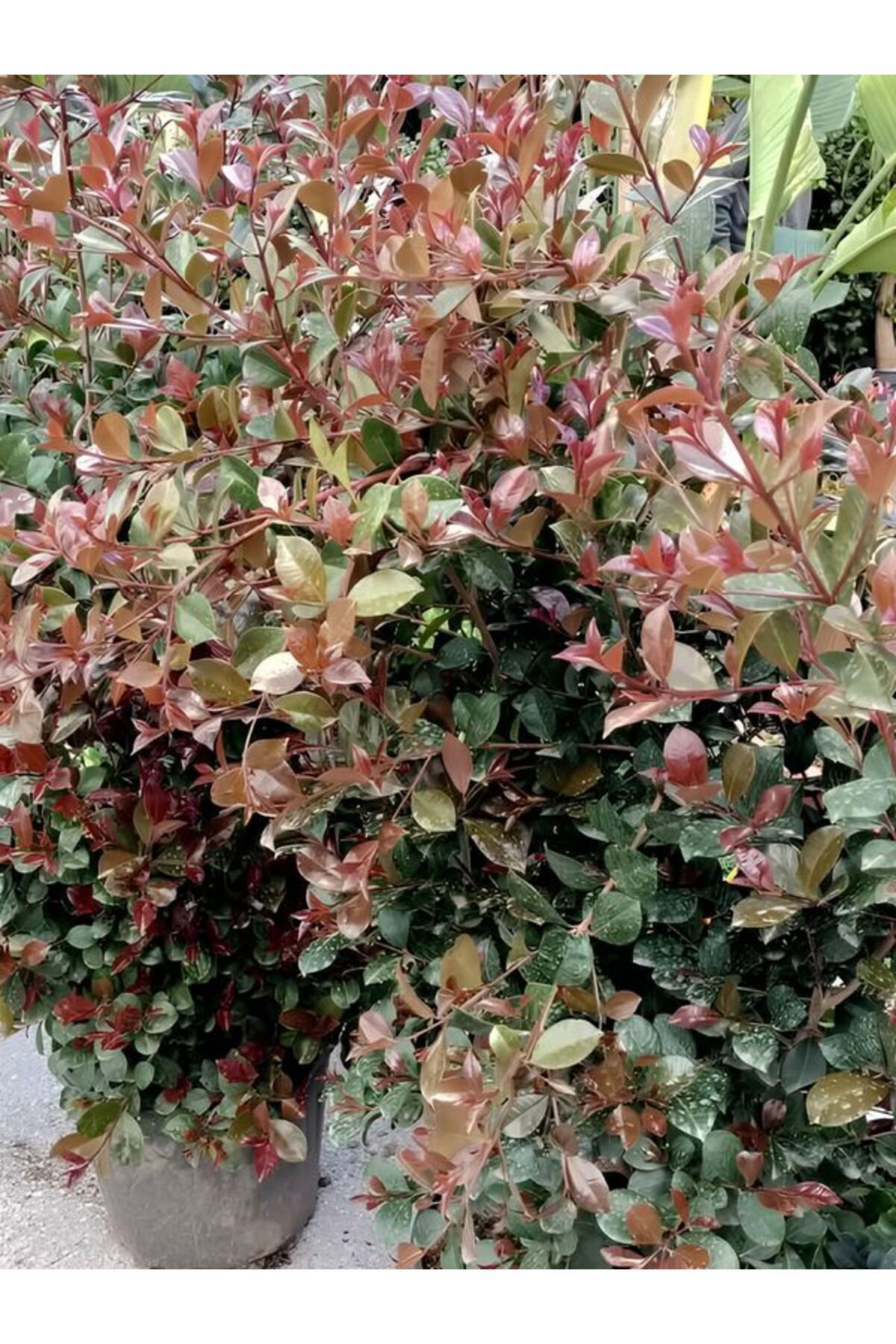Gardenbox Eugenia Etna Fire Evgenya Çalısı Saksılı/Tüplü 50-70cm Peyzaj Bitkisi