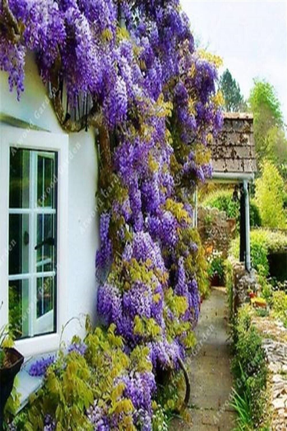 AnkaBahçe Wisteria Sinensis Kokulu Çin Morsalkım Mor Salkım Fidanı 20 Cm