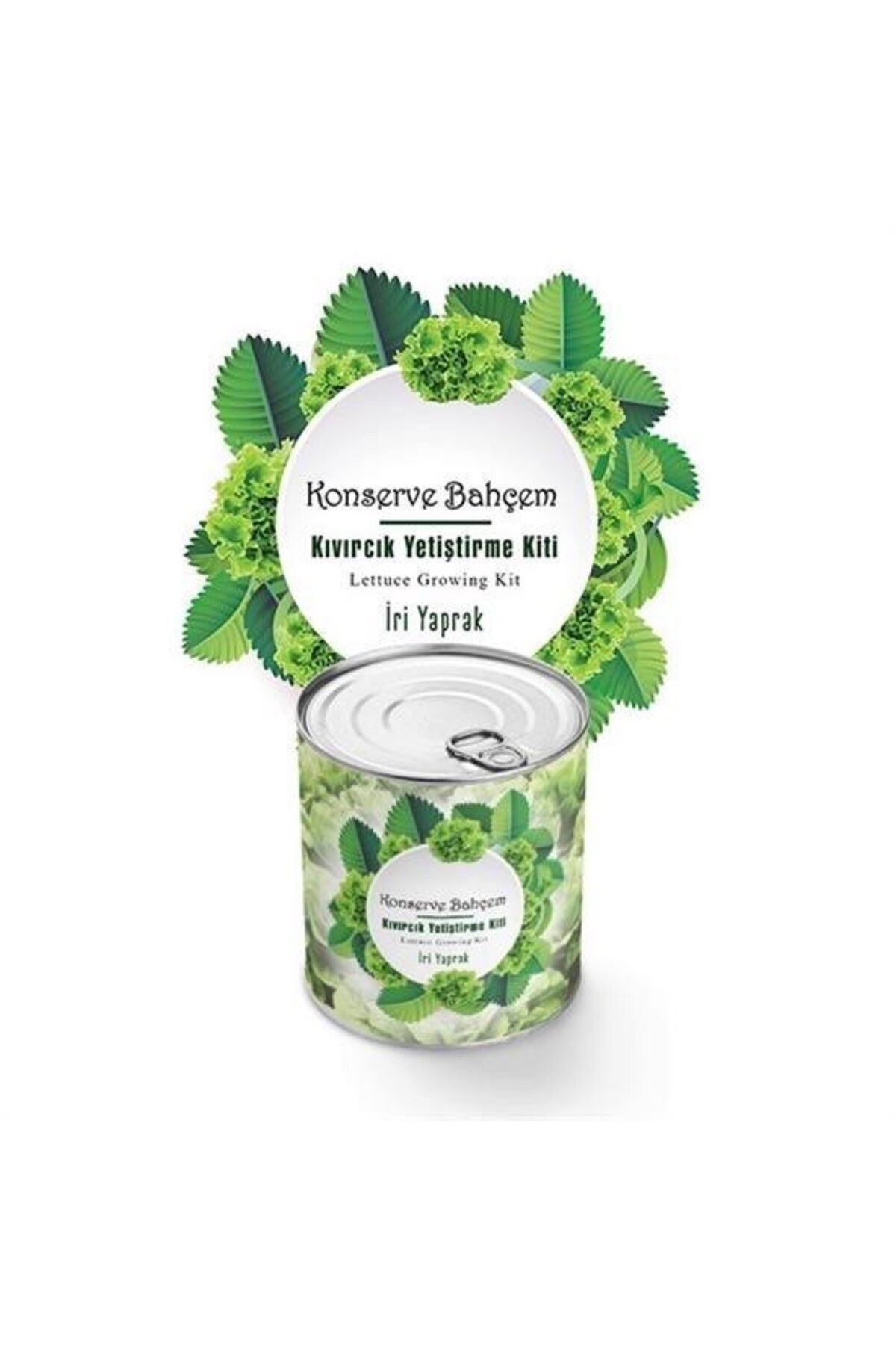 Allproduct ® Konserve Bahçem Evde Konservede İri Yapraklı Kıvırcık Yetiştirme Kiti