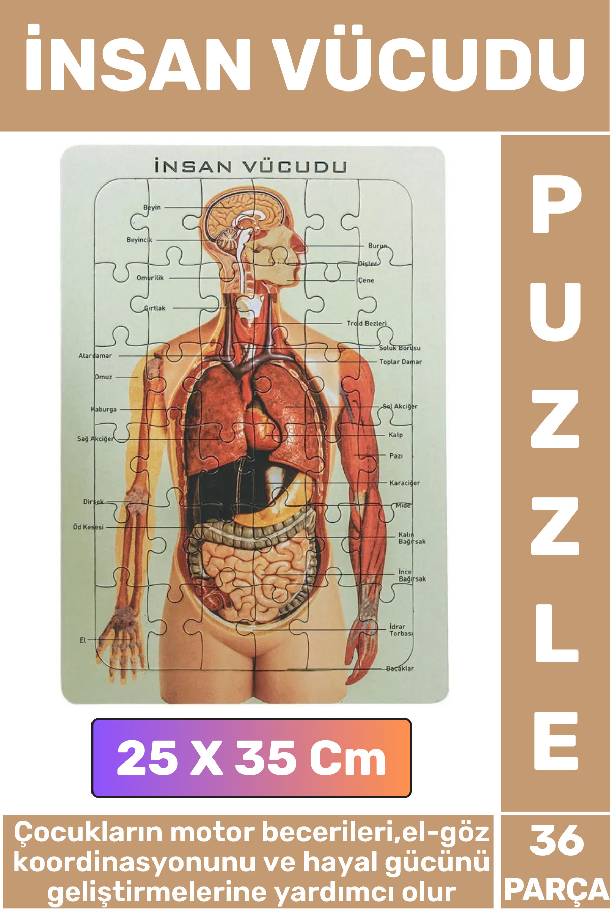 Educational Fun Hand-Eye Coordination Motor Skill Developing 36 Piece Puzzle HUMAN BODY