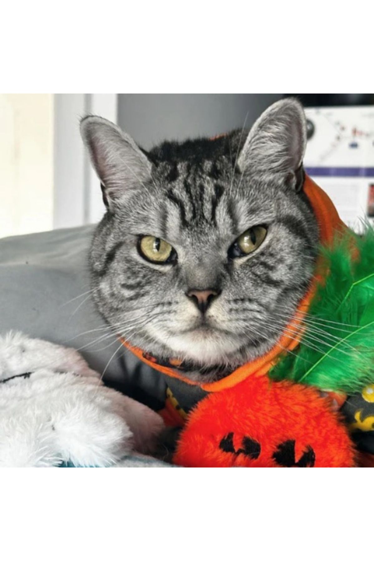 Miyav-Pumpkin Plush Cat Toy with Catnip 5