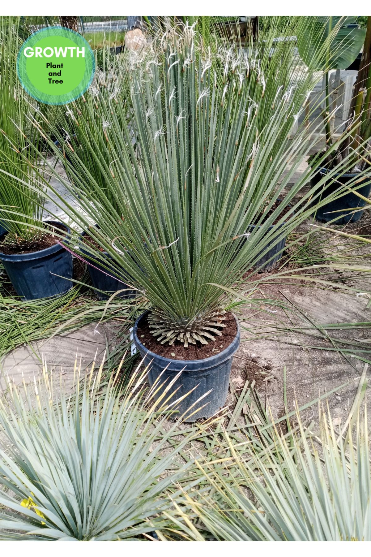 GROWTHPT Dasylirion serratifolium