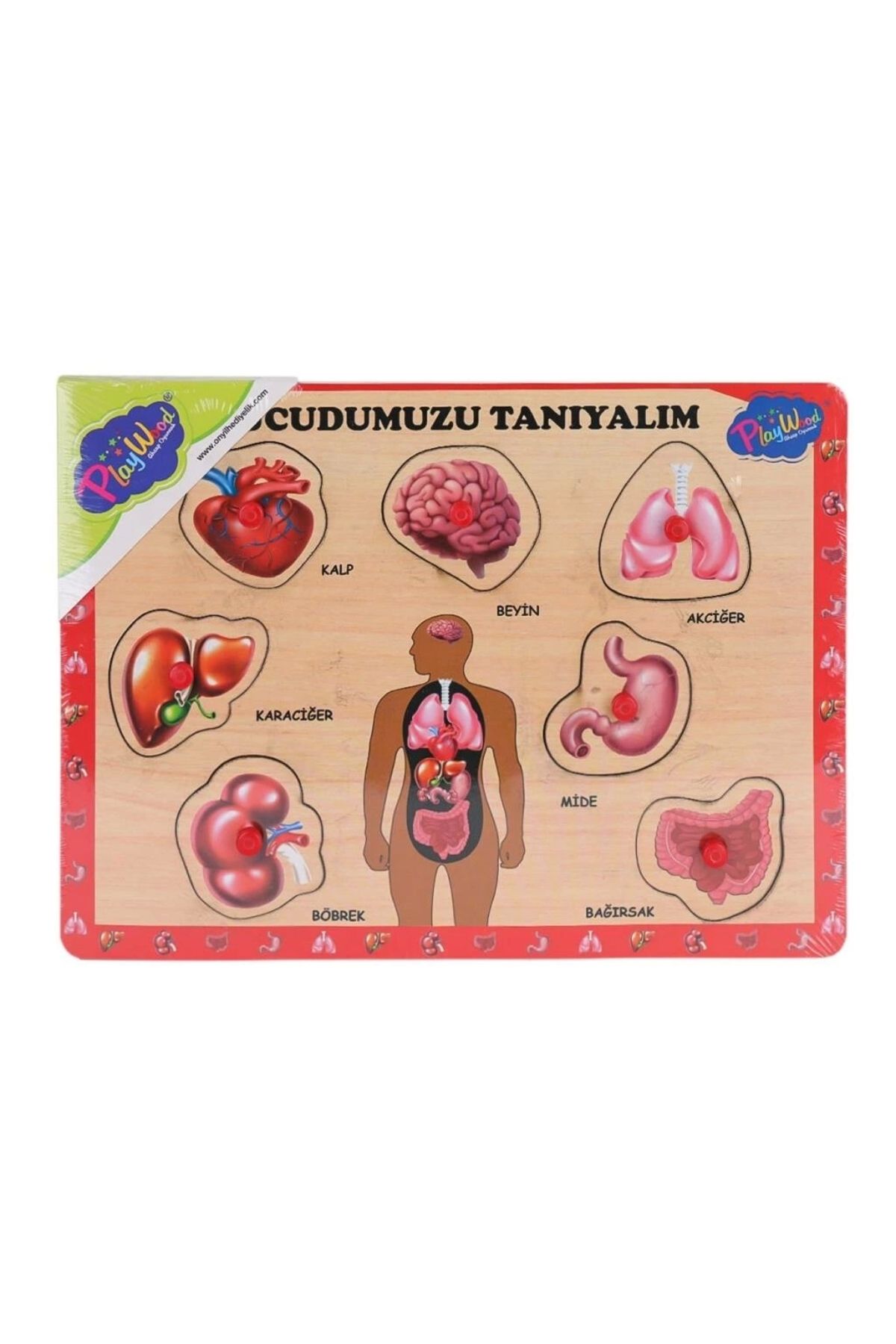 Eng Nessiworld ONY-287 288 Ahşap Tutmalı Vücumuzu Tanıyalım -Onyıl Oyuncak
