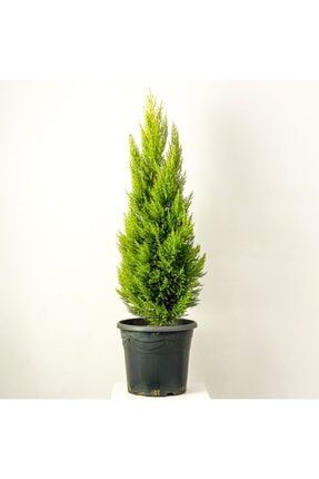 Limon Servi (cupressus Macrocarpa Goldcrest) 100cm T1745