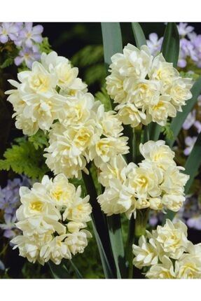 4 Adet Soft Renkli Katmerli Nergis Çiçeği Soğanı Kokulu VXUYNSWIOH198652