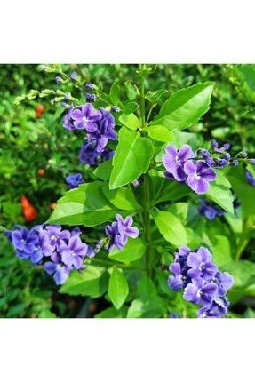 Mor Duranta Erecta Ağaç Menekşesi Fidanı (50-60 Cm) cvvdfewe