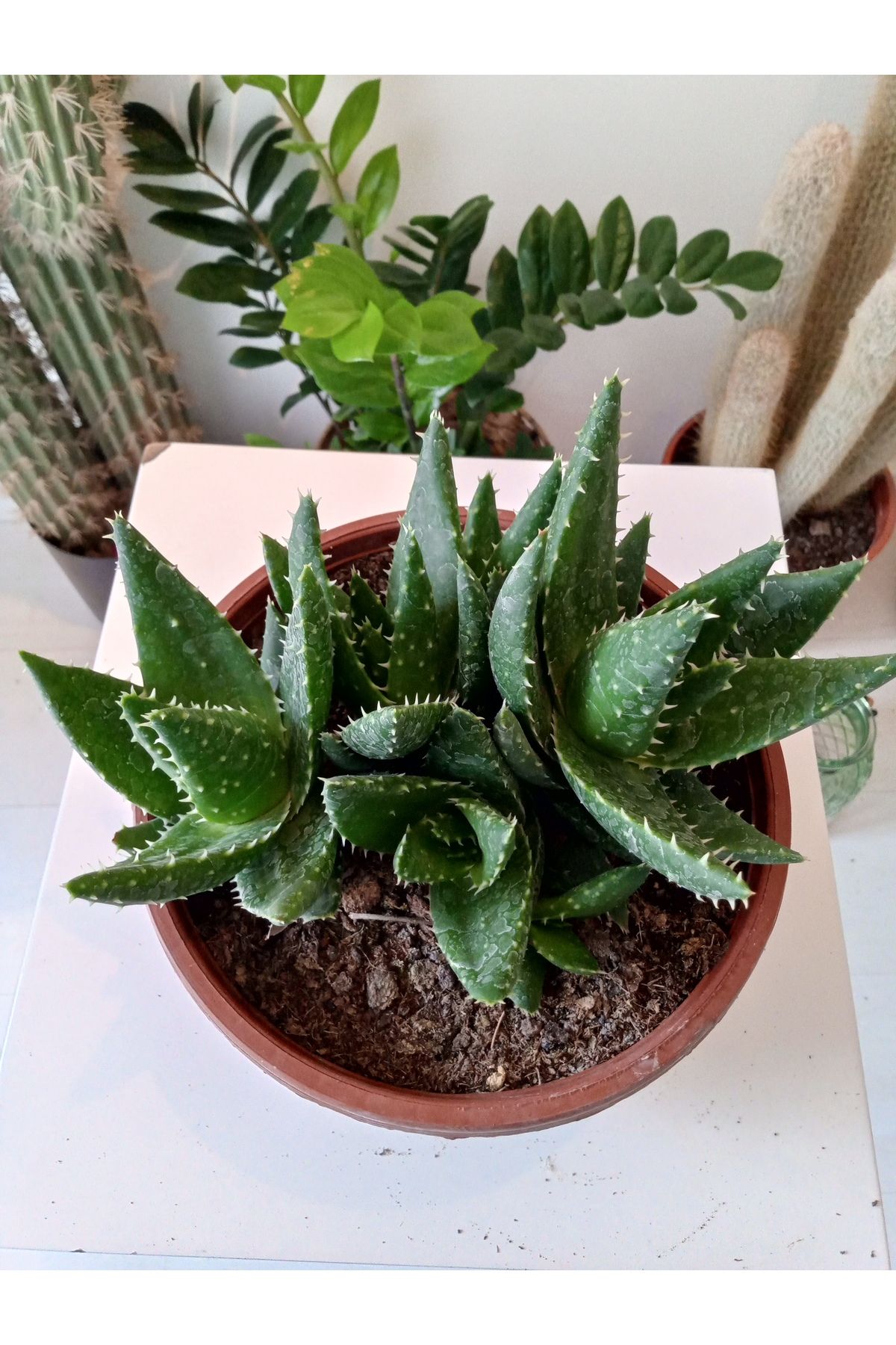 GROWTHPT Aloe Brevifolia- Perfoliata Koleksiyonluk