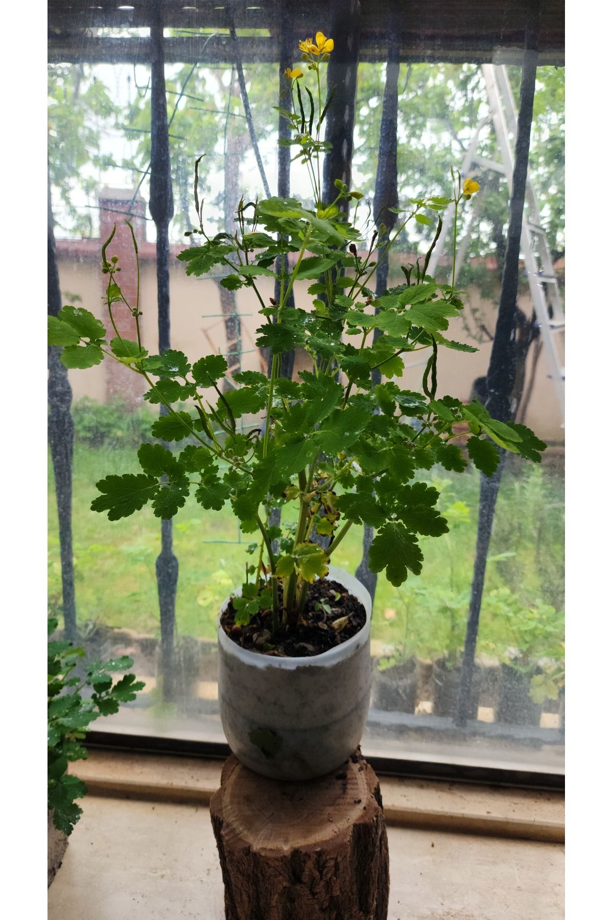 Naturea Kırlangıç otu Tohumlu