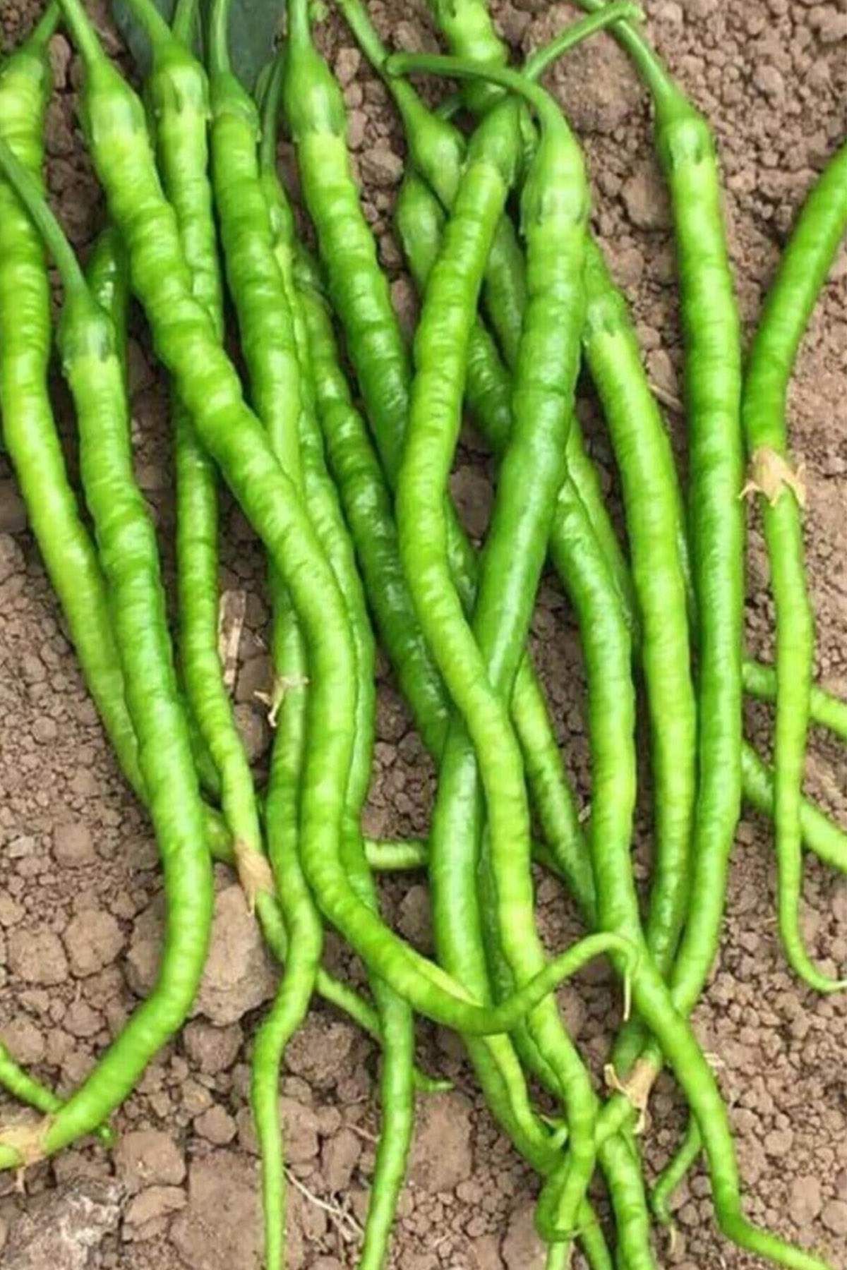 MBB ETİCARET Tatlı Kıl Biber Tohumu 10 Gr